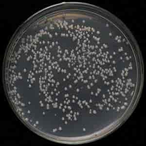 EHA101 Agrobacterium Strain